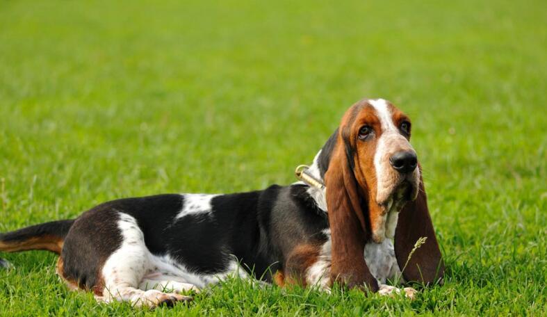 akc认证的犬种,akc认可的148个犬种