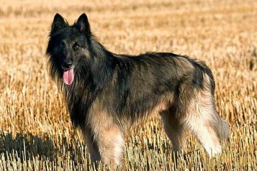 akc认证的犬种,akc认可的148个犬种