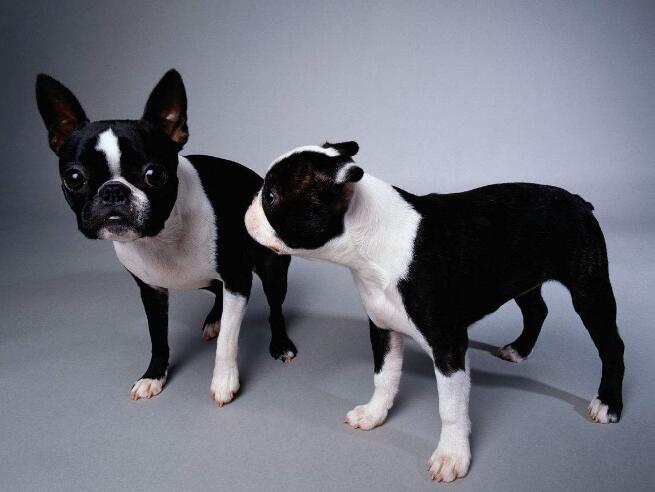 akc认证的犬种,akc认可的148个犬种