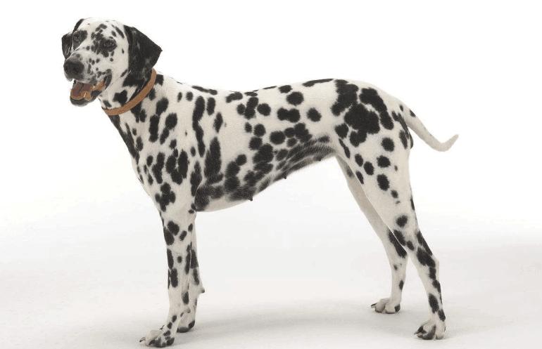 akc认证的犬种,akc认可的148个犬种