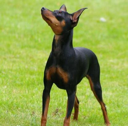 akc认证的犬种,akc认可的148个犬种