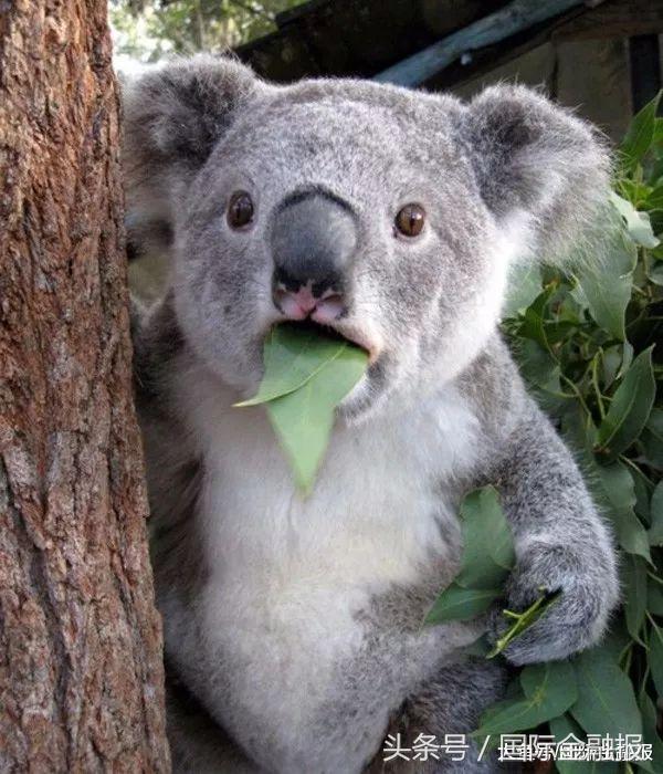 网易考拉回应涉事,网易考拉假货央视曝光