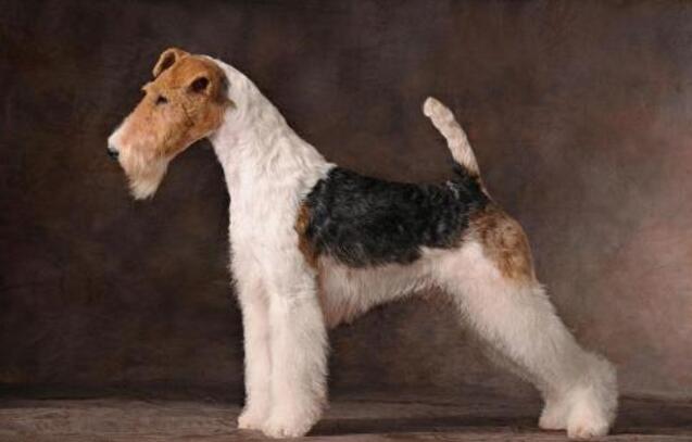 akc认证的犬种,akc认可的148个犬种