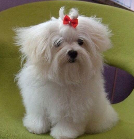 akc认证的犬种,akc认可的148个犬种