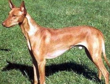 akc认证的犬种,akc认可的148个犬种