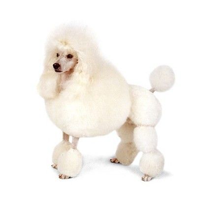 akc认证的犬种,akc认可的148个犬种