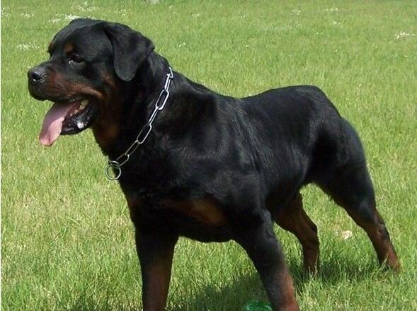 akc认证的犬种,akc认可的148个犬种