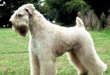 akc认证的犬种,akc认可的148个犬种