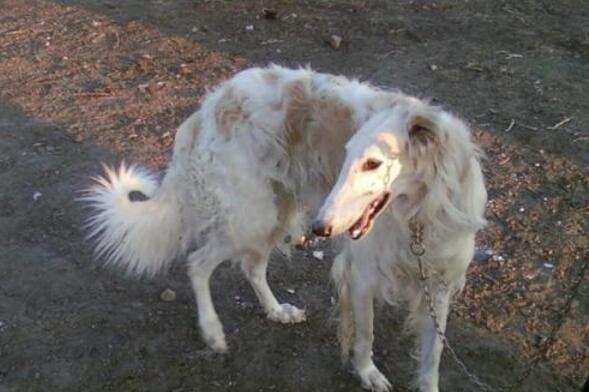 akc认证的犬种,akc认可的148个犬种