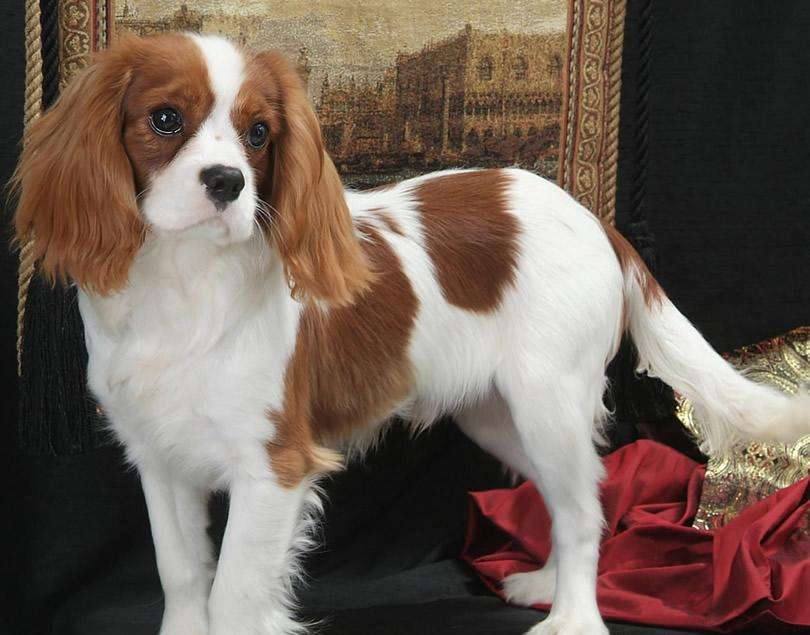 akc认证的犬种,akc认可的148个犬种