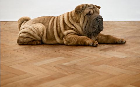 akc认证的犬种,akc认可的148个犬种