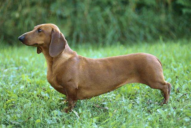 akc认证的犬种,akc认可的148个犬种