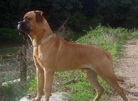 akc认证的犬种,akc认可的148个犬种