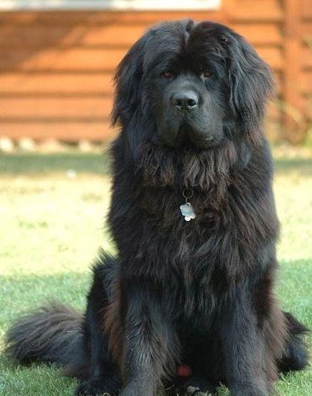 akc认证的犬种,akc认可的148个犬种