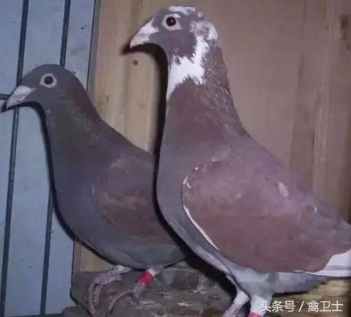 鸽子用药,鸽子用药有诀窍
