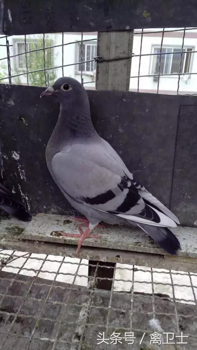 鸽子用药,鸽子用药有诀窍