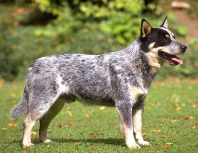 akc认证的犬种,akc认可的148个犬种