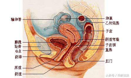 备孕妈妈：受孕前应彻底治疗的疾病，您知道吗？