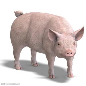 猪眼睛瞳孔变小怎么回事,猪瞳孔放大体温流失怎么治