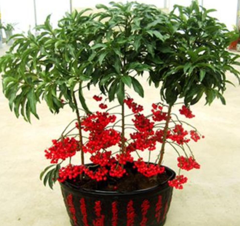 富贵子枝干发黄叶子枯萎下垂,富贵子叶片发黄的原因及解决办法