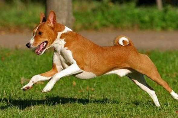 akc认证的犬种,akc认可的148个犬种