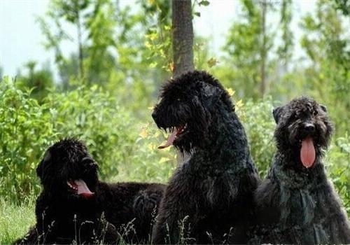 akc认证的犬种,akc认可的148个犬种