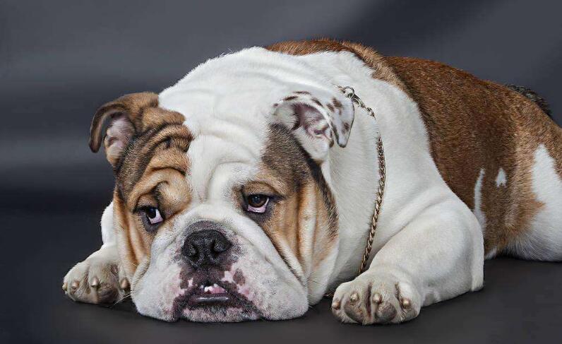 akc认证的犬种,akc认可的148个犬种