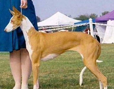 akc认证的犬种,akc认可的148个犬种