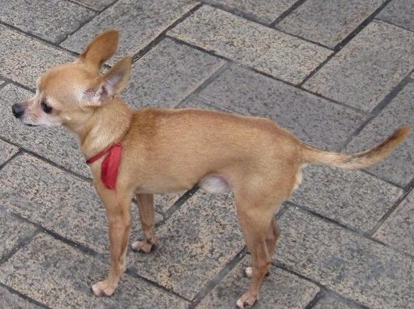 akc认证的犬种,akc认可的148个犬种