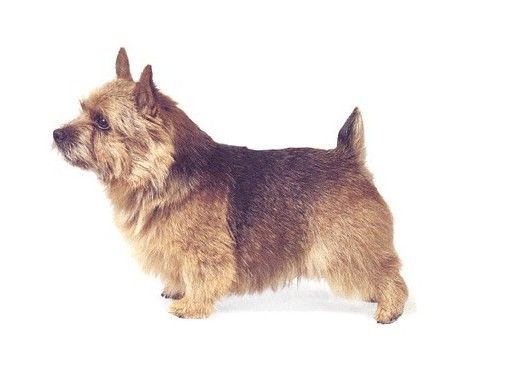 akc认证的犬种,akc认可的148个犬种