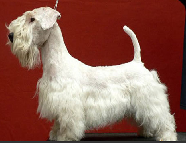 akc认证的犬种,akc认可的148个犬种