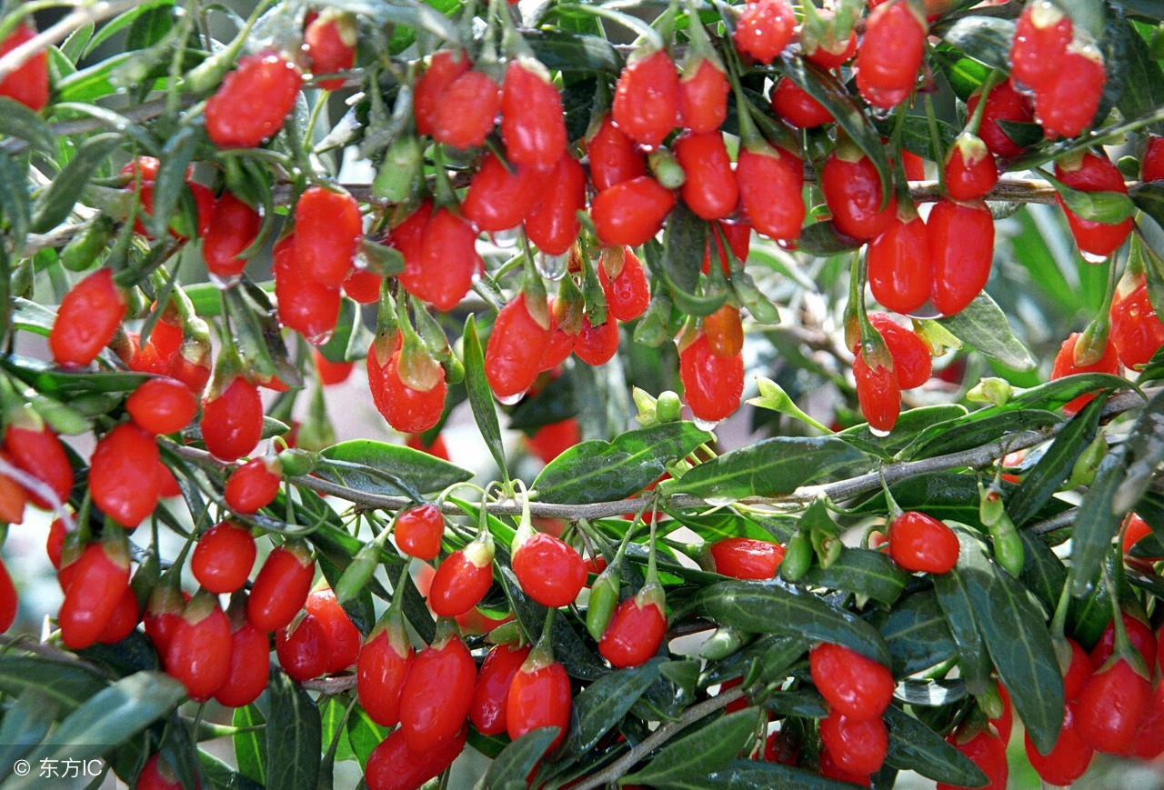 重庆特产小吃十大名单,特产小吃排行榜前十名