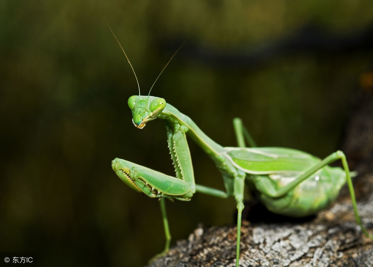 育儿亲子可爱简笔画,儿童数字简笔画1到10画各种动物