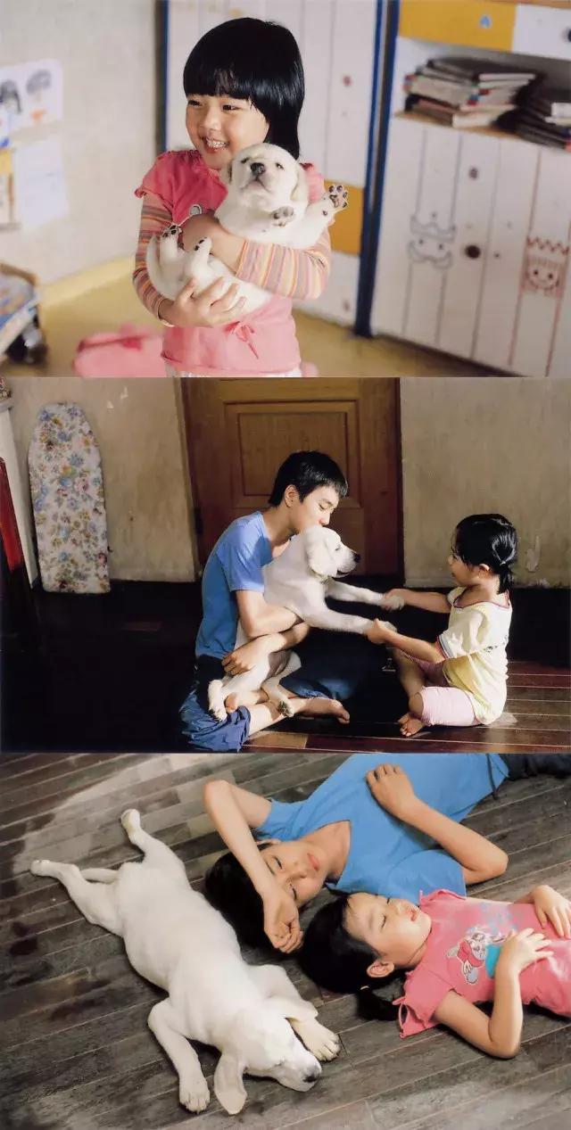 十大最经典的狗狗电影,十部最催人泪下的狗狗电影