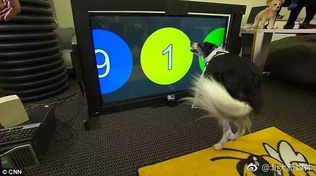 看门狗十大必备事情,看门狗开门锁