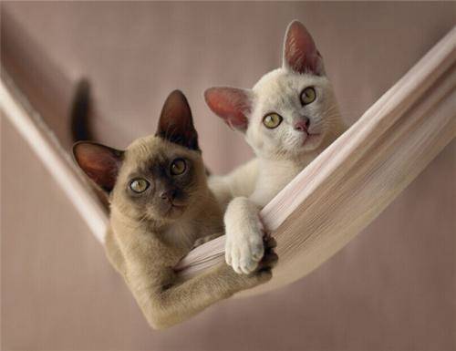 浣犵殑鐚吇鐨勫拫鏍蜂簡,浣犵殑鐚挭椹辫櫕浜嗗悧