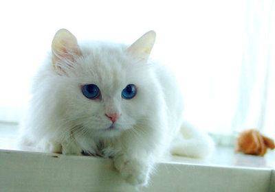 浣犵殑鐚吇鐨勫拫鏍蜂簡,浣犵殑鐚挭椹辫櫕浜嗗悧