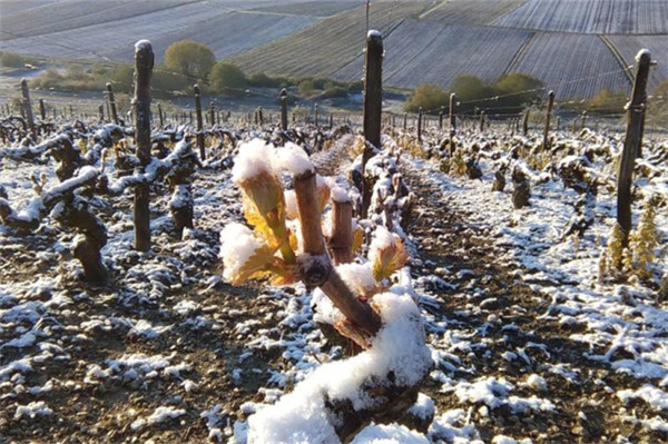 好看的玫瑰香槟图片,香槟金色美图大全