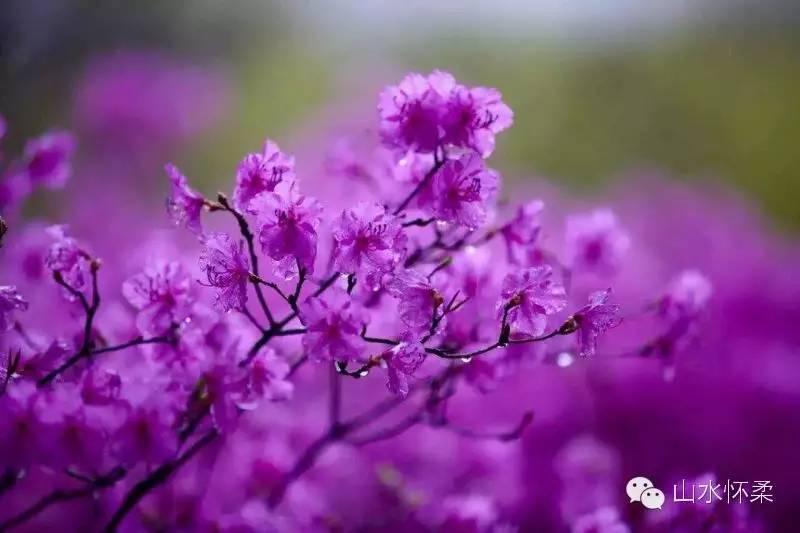 与花相约完整版,与花相约