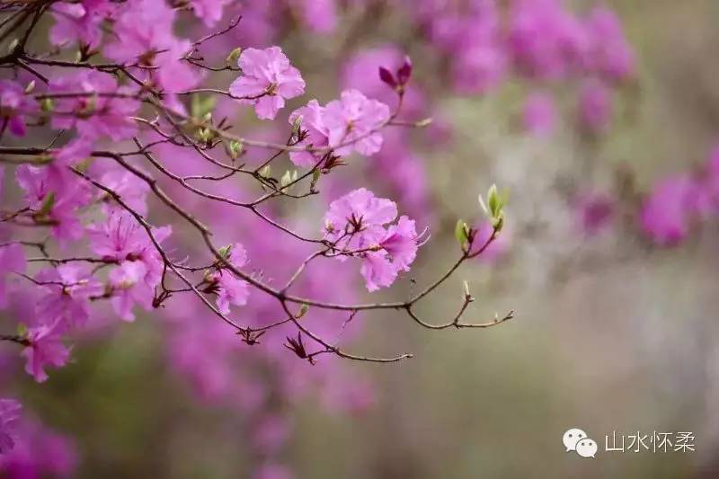 与花相约完整版,与花相约