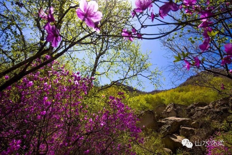 与花相约完整版,与花相约