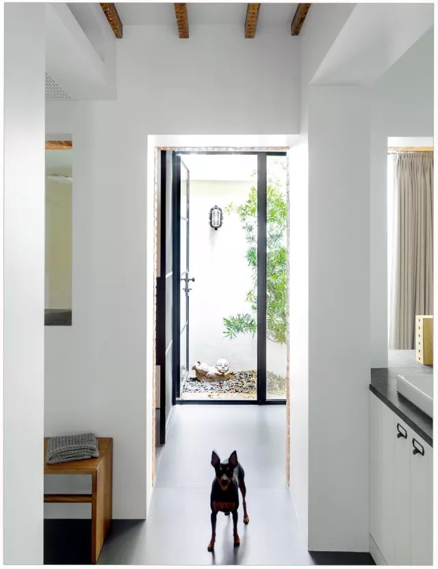 狗年除夕夜｜那些上过《安邸AD》的狗朋友们怎么样了？