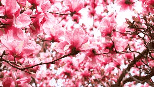 赏花蚌埠,蚌埠春季赏花