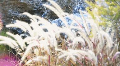 美翻了！春节不用出东莞，这个植物宝库带你游世界！现在就可去体验