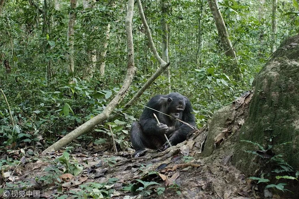 为什么右撇子也会变成左撇子,为什么右撇子多