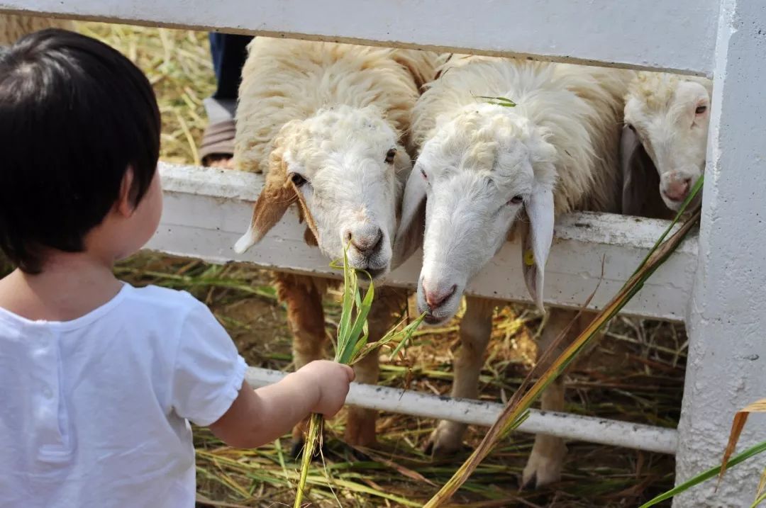 土著带你玩大连开发区,土著带你玩上海