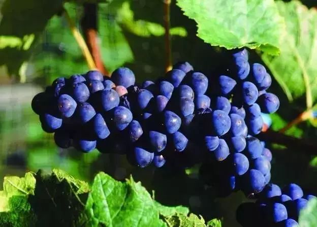 广西特产回家必买清单,广西南宁特产有哪些方便带回家