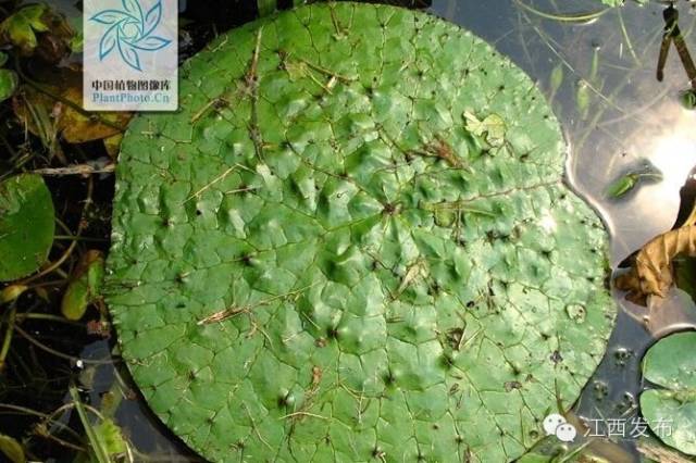 冰河开化狗熊撒欢,冰河解冻万物复苏狗熊撒欢原声