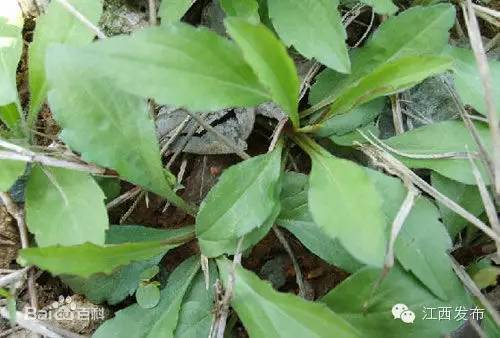 冰河开化狗熊撒欢,冰河解冻万物复苏狗熊撒欢原声