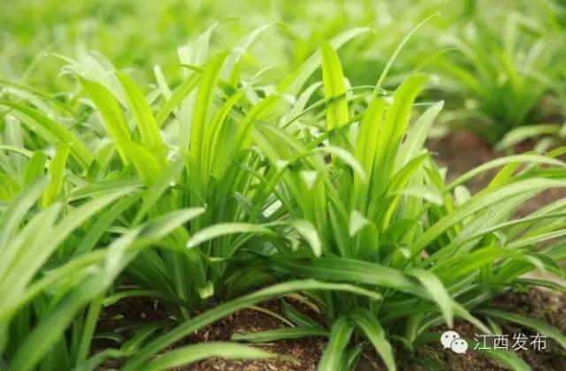 冰河开化狗熊撒欢,冰河解冻万物复苏狗熊撒欢原声